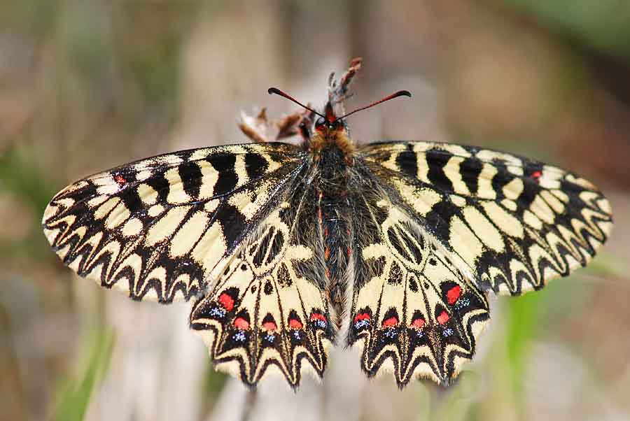 Zerynthia polyxena, Uovo e pianta nutrice